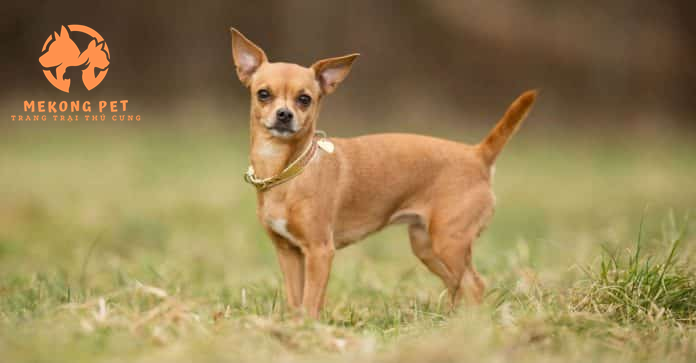 Chó chihuahua được nhiều người mua về giữ nhà và kết hợp làm cảnh
